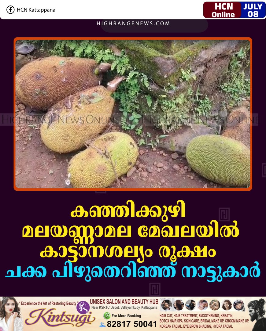 കഞ്ഞിക്കുഴി മലയണ്ണാമല മേഖലയില്‍ കാട്ടാനശല്യം രൂക്ഷം: ചക്ക പിഴുതെറിഞ്ഞ് നാട്ടുകാര്‍ 