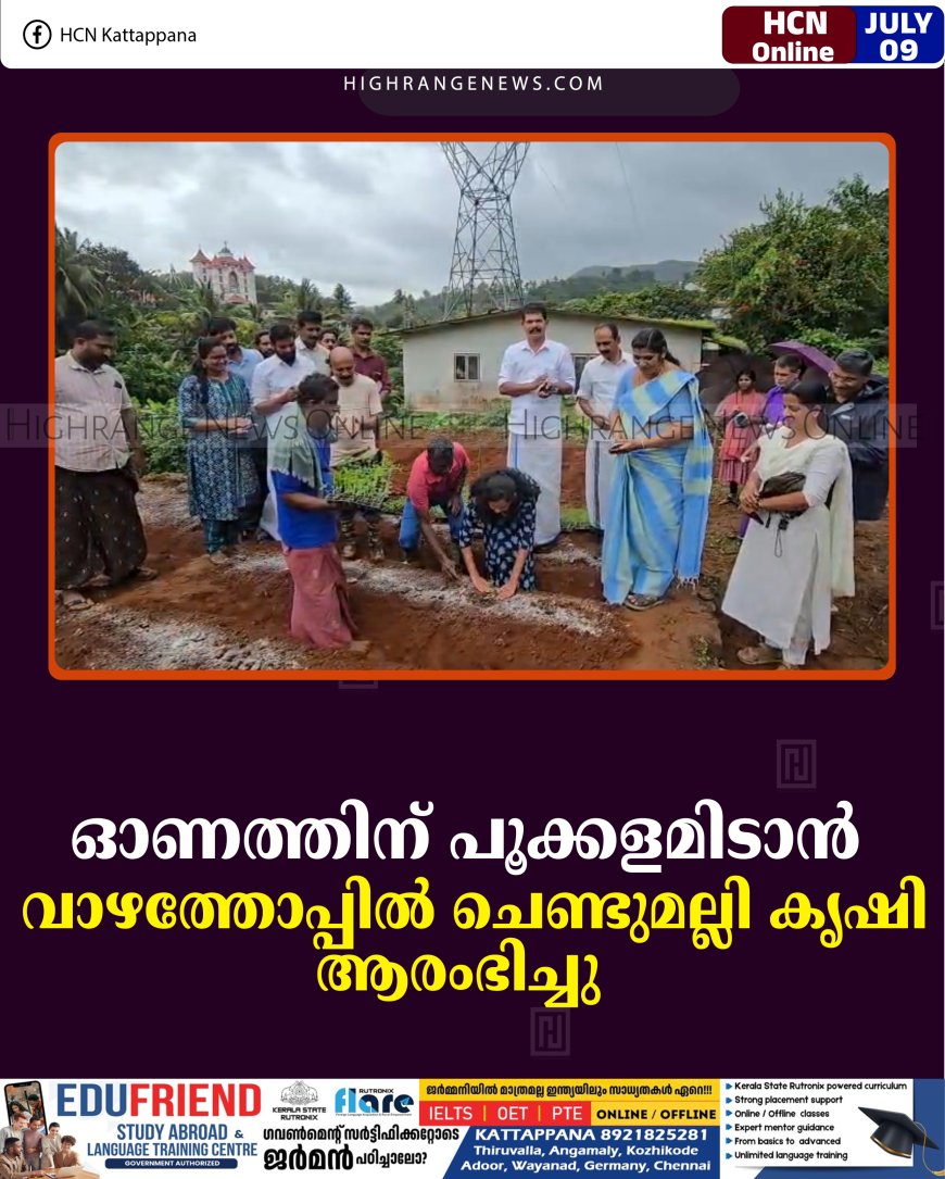 ഓണത്തിന് പൂക്കളമിടാന്‍ വാഴത്തോപ്പില്‍ ചെണ്ടുമല്ലി കൃഷി ആരംഭിച്ചു 