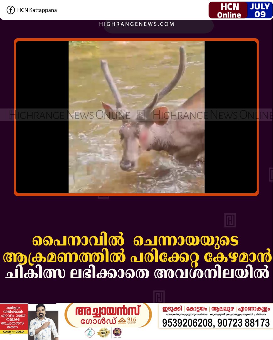 പൈനാവില്‍ ചെന്നായയുടെ ആക്രമണത്തില്‍ പരിക്കേറ്റ കേഴമാന്‍ ചികിത്സ ലഭിക്കാതെ അവശനിലയില്‍  