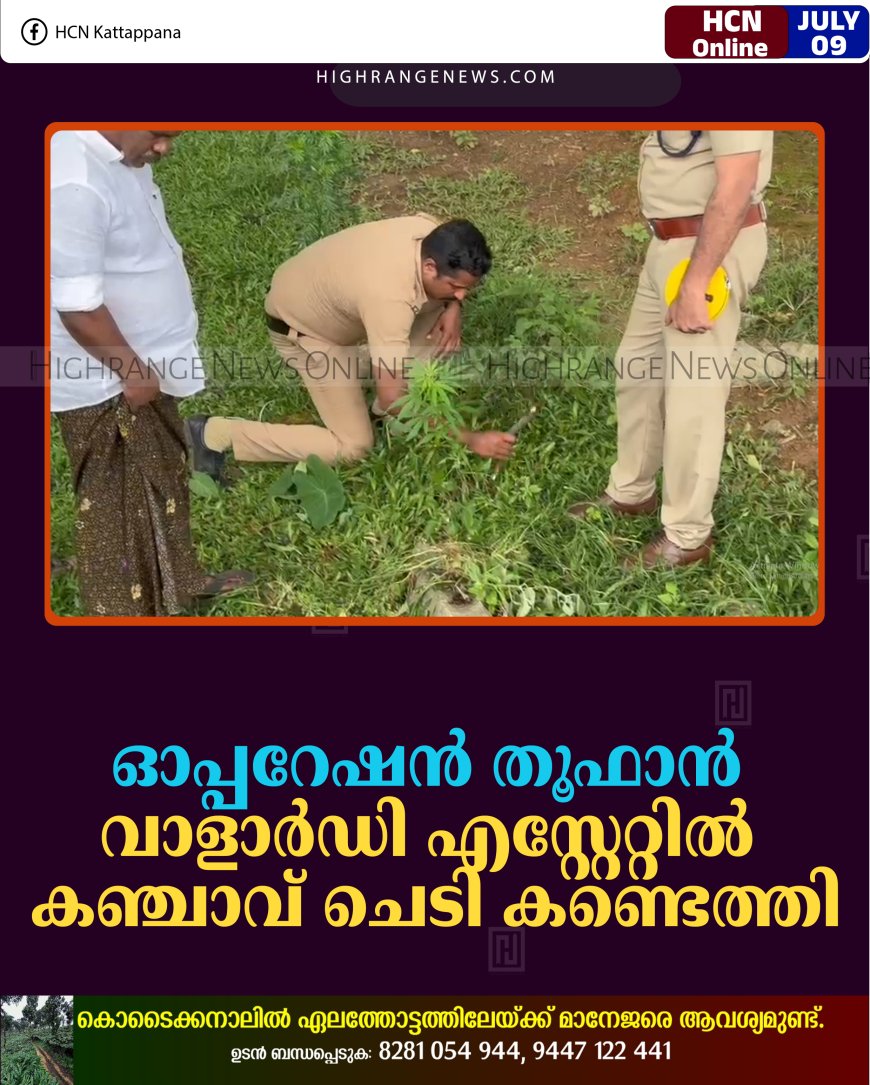 ഓപ്പറേഷന്‍ തൂഫാന്‍: വാളാര്‍ഡി എസ്റ്റേറ്റില്‍ കഞ്ചാവ് ചെടി കണ്ടെത്തി 