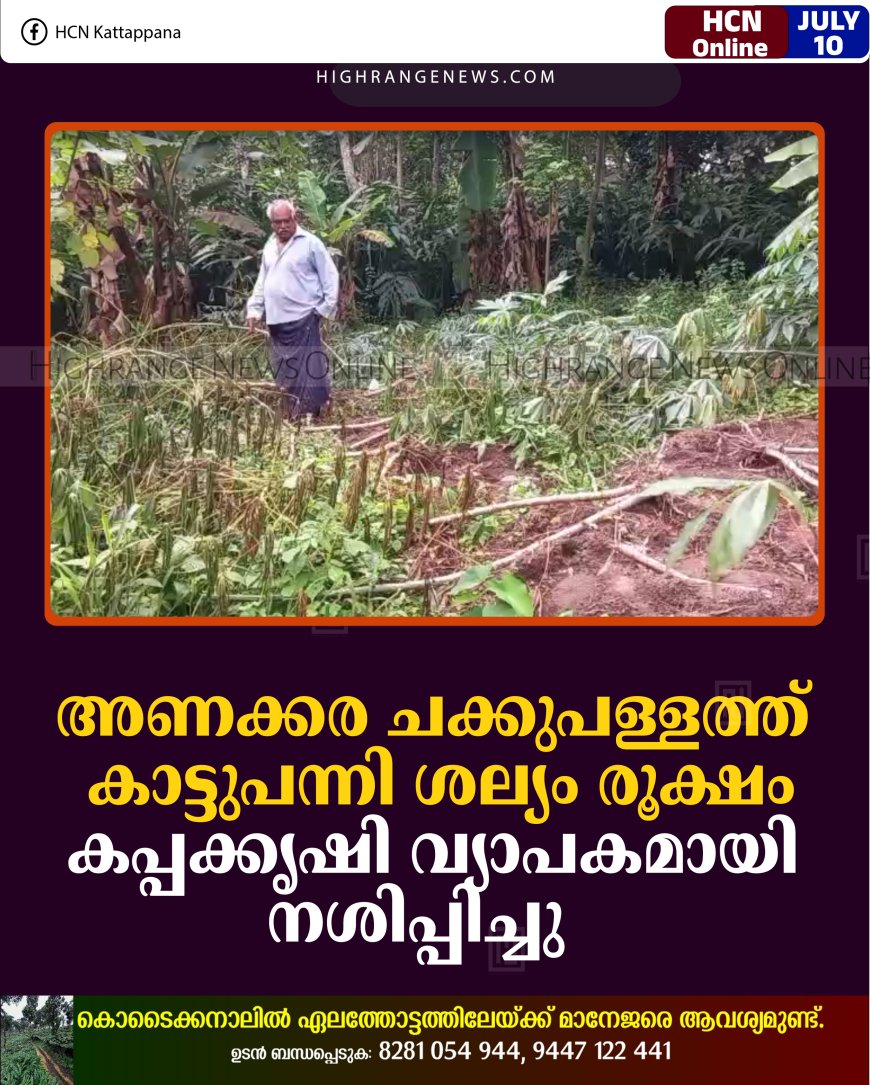 അണക്കര ചക്കുപള്ളത്ത് കാട്ടുപന്നി ശല്യം രൂക്ഷം: കപ്പക്കൃഷി വ്യാപകമായി നശിപ്പിച്ചു