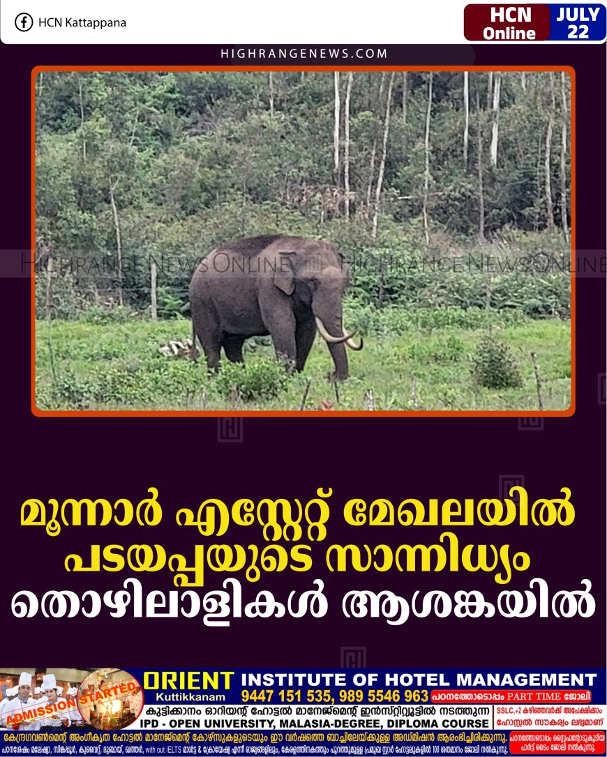 മൂന്നാര്‍ എസ്റ്റേറ്റ് മേഖലയില്‍ പടയപ്പയുടെ സാന്നിധ്യം: തൊഴിലാളികള്‍ ആശങ്കയില്‍