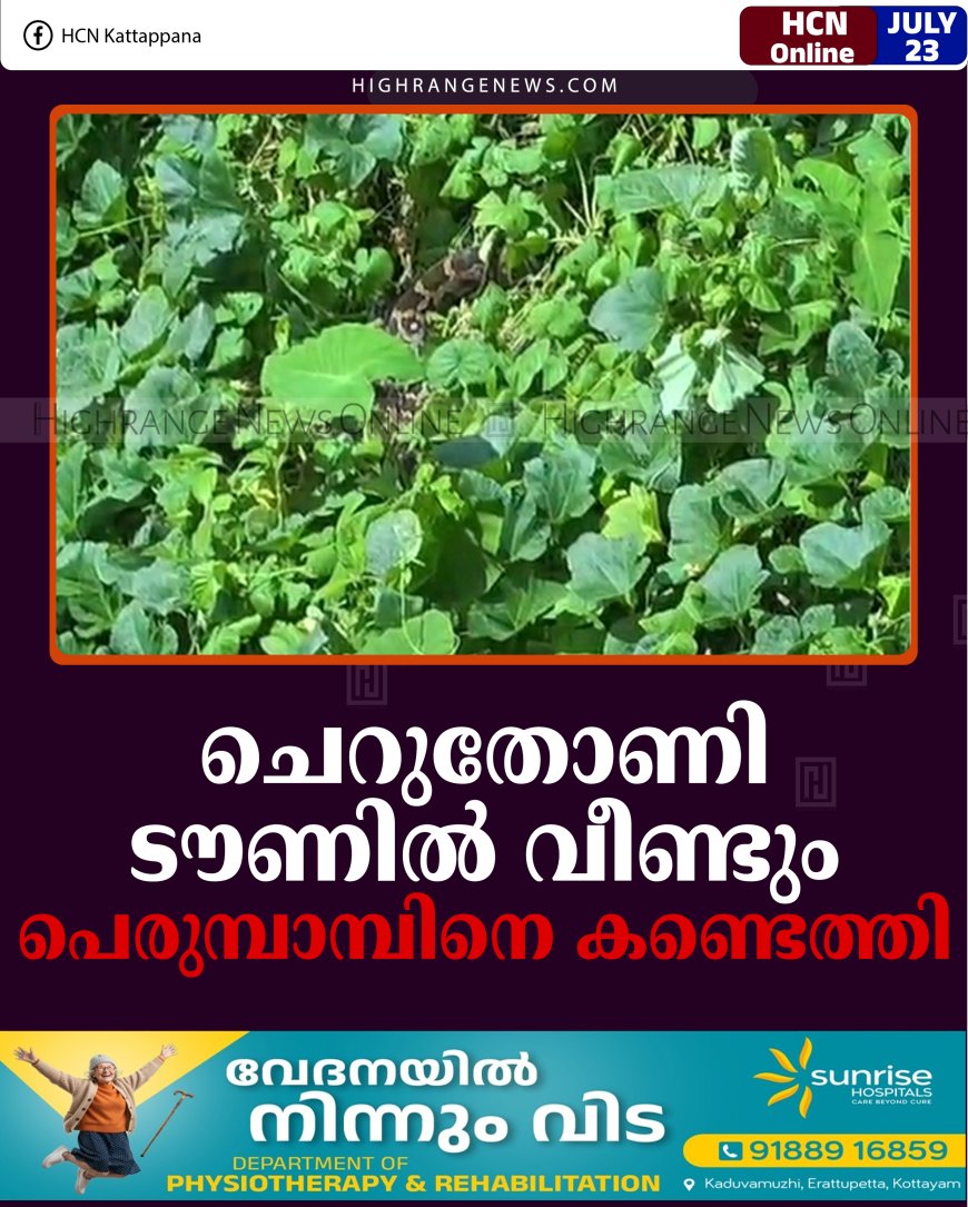 ചെറുതോണി ടൗണില്‍ വീണ്ടും പെരുമ്പാമ്പിനെ കണ്ടെത്തി