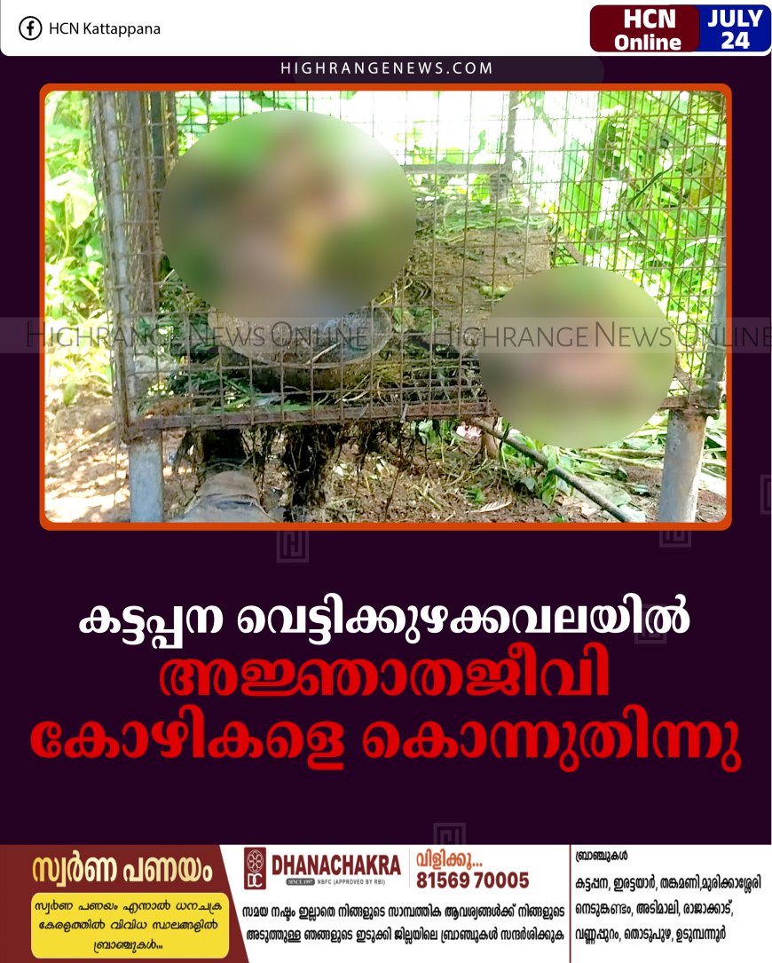 കട്ടപ്പന വെട്ടിക്കുഴക്കവലയില്‍ അജ്ഞാതജീവി കോഴികളെ കൊന്നുതിന്നു