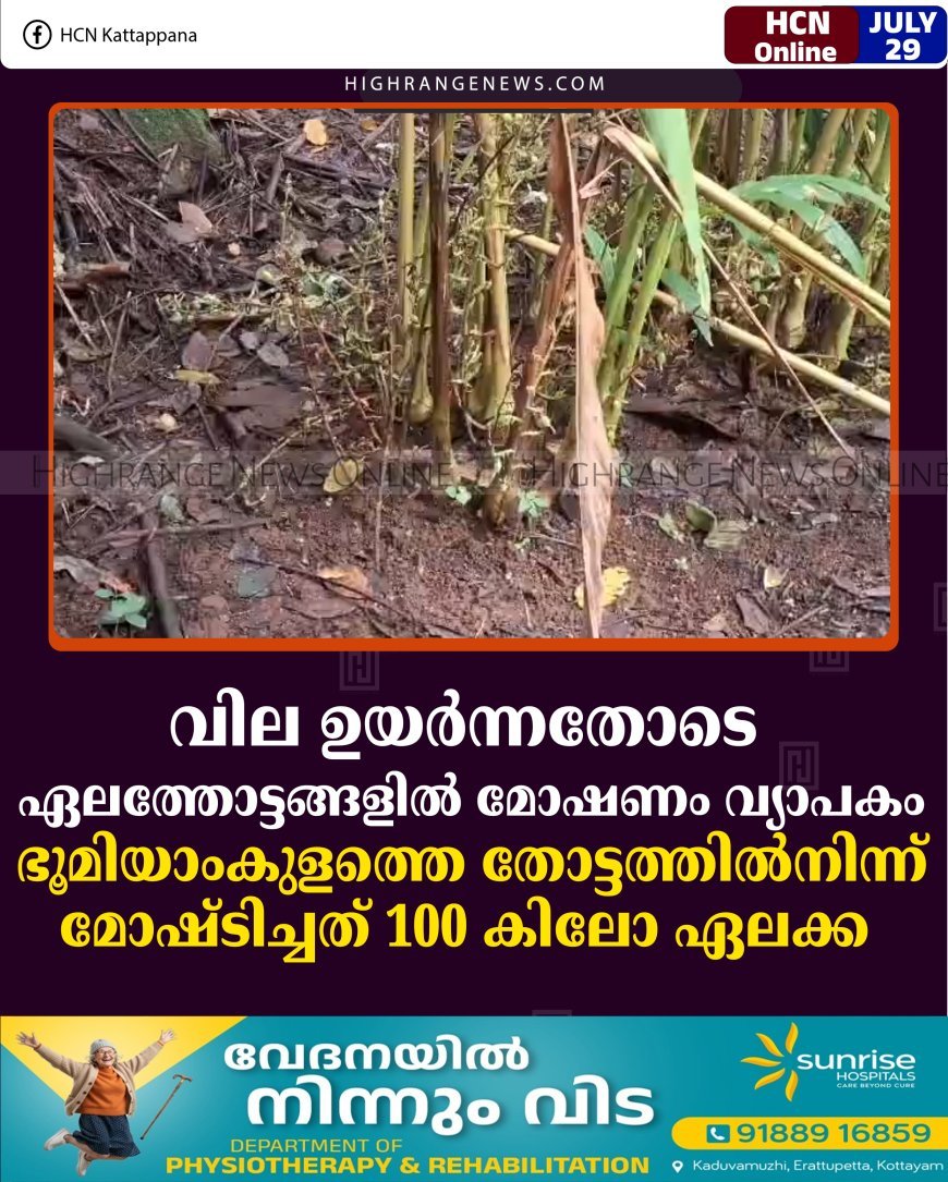 വില ഉയര്‍ന്നതോടെ ഏലത്തോട്ടങ്ങളില്‍ മോഷണം വ്യാപകം: ഭൂമിയാംകുളത്തെ തോട്ടത്തില്‍നിന്ന് മോഷ്ടിച്ചത് 100 കിലോ ഏലക്ക 