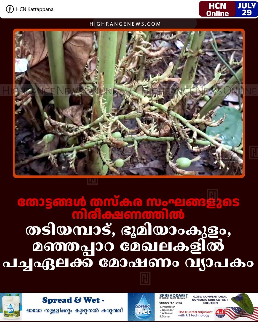 തോട്ടങ്ങള്‍ തസ്‌കരസംഘങ്ങളുടെ നിരീക്ഷണത്തില്‍: തടിയമ്പാട്, ഭൂമിയാംകുളം, മഞ്ഞപ്പാറ മേഖലകളില്‍ പച്ചഏലക്ക മോഷണം വ്യാപകം