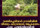 വണ്ടിപ്പെരിയാര്‍ ഗ്രാമ്പിയില്‍ വീണ്ടും കടുവയുടെ ആക്രമണം: പശു ചത്തനിലയില്‍