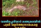 വണ്ടിപ്പെരിയാര്‍ മഞ്ജുമലയില്‍ പുലി വളര്‍ത്തുനായകളെ കൊന്നു  