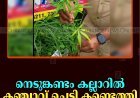 നെടുങ്കണ്ടം കല്ലാറില്‍ കഞ്ചാവ് ചെടി കണ്ടെത്തി 