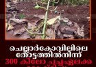 ചെല്ലാര്‍കോവിലിലെ തോട്ടത്തില്‍നിന്ന് 300 കിലോ പച്ചഏലക്ക മോഷ്ടിച്ചു   