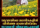 വട്ടവടയിലെ മലനിരകളില്‍ വിരിഞ്ഞ ഓണവിസ്മയം: നൂറുമേനി വിളവെടുപ്പുമായി മുകേഷ്