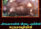 ചിന്നക്കനാലില്‍ വീണ്ടും പുലിഭീതി: സൂര്യനെല്ലിയില്‍ പശുവിനെ കൊന്നു