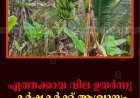 ഏത്തക്കായ വില ഉയര്‍ന്നു: കര്‍ഷകര്‍ക്ക് ആശ്വാസം
