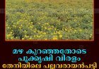 മഴ കുറഞ്ഞതോടെ പൂക്കൃഷി വിരളം: തേനിയിലെ പല്ലവരായന്‍പട്ടി അത്ര കളര്‍ഫുള്ളല്ല
