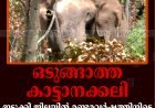ഒടുങ്ങാത്ത കാട്ടാനക്കലി: ഇടുക്കി ജില്ലയില്‍ രണ്ടരവര്‍ഷത്തിനിടെ കൊല്ലപ്പെട്ടത് 13 പേര്‍
