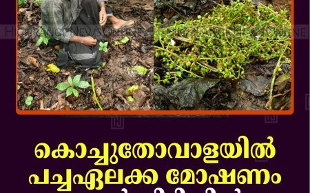 കൊച്ചുതോവാളയില്‍ പച്ചഏലക്ക മോഷണം: ഒരാള്‍ പിടിയില്‍