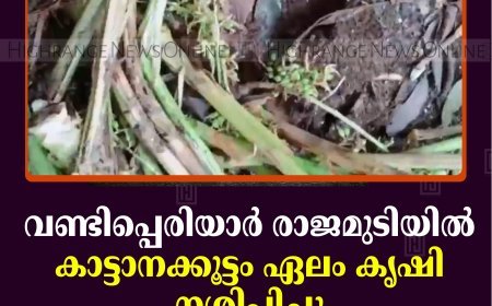 വണ്ടിപ്പെരിയാര്‍ രാജമുടിയില്‍ കാട്ടാനക്കൂട്ടം ഏലം കൃഷി നശിപ്പിച്ചു