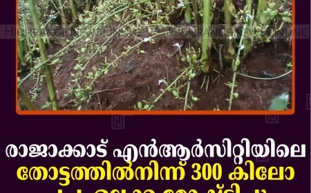 രാജാക്കാട് എന്‍ആര്‍സിറ്റിയിലെ തോട്ടത്തില്‍നിന്ന് 300 കിലോ പച്ചഏലക്ക മോഷ്ടിച്ചു