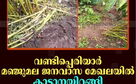 വണ്ടിപ്പെരിയാര്‍ മഞ്ജുമല ജനവാസ മേഖലയില്‍ കാട്ടാനയിറങ്ങി ഏലം കൃഷി നശിപ്പിച്ചു 