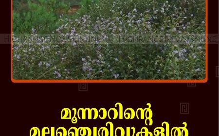 മൂന്നാറിന്റെ മലഞ്ചെരിവുകളില്‍ നീലക്കുറിഞ്ഞി പൂത്തു 