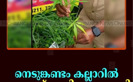 നെടുങ്കണ്ടം കല്ലാറില്‍ കഞ്ചാവ് ചെടി കണ്ടെത്തി 