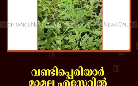 വണ്ടിപ്പെരിയാര്‍ മ്ലാമല എസ്റ്റേറ്റില്‍ കഞ്ചാവ് ചെടി കണ്ടെത്തി