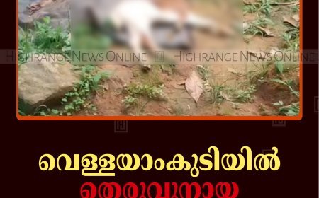 വെള്ളയാംകുടിയില്‍ തെരുവുനായ ആടിനെ കൊന്നു