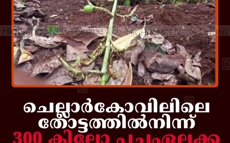 ചെല്ലാര്‍കോവിലിലെ തോട്ടത്തില്‍നിന്ന് 300 കിലോ പച്ചഏലക്ക മോഷ്ടിച്ചു   