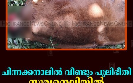 ചിന്നക്കനാലില്‍ വീണ്ടും പുലിഭീതി: സൂര്യനെല്ലിയില്‍ പശുവിനെ കൊന്നു