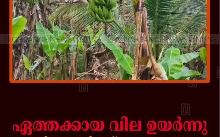 ഏത്തക്കായ വില ഉയര്‍ന്നു: കര്‍ഷകര്‍ക്ക് ആശ്വാസം
