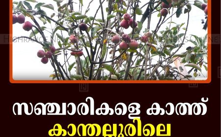 സഞ്ചാരികളെ കാത്ത് കാന്തല്ലൂരിലെ ആപ്പിള്‍ തോട്ടങ്ങള്‍ 