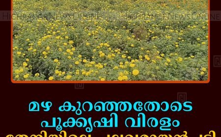 മഴ കുറഞ്ഞതോടെ പൂക്കൃഷി വിരളം: തേനിയിലെ പല്ലവരായന്‍പട്ടി അത്ര കളര്‍ഫുള്ളല്ല
