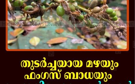 തുടര്‍ച്ചയായ മഴയും ഫംഗസ് ബാധയും: ചെറുകിട ഏലം കര്‍ഷകര്‍ പ്രതിസന്ധിയില്‍
