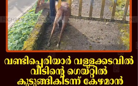 വണ്ടിപ്പെരിയാര്‍ വള്ളക്കടവില്‍ വീടിന്റെ ഗെയ്റ്റില്‍ കുടുങ്ങികിടന്ന് കേഴമാന്‍: ഒന്നരമണിക്കൂറിനുശേഷം വനപാലകര്‍ രക്ഷപ്പെടുത്തി 