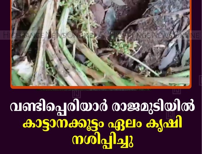 വണ്ടിപ്പെരിയാര്‍ രാജമുടിയില്‍ കാട്ടാനക്കൂട്ടം ഏലം കൃഷി നശിപ്പിച്ചു