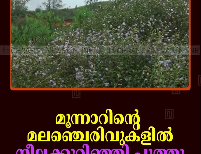 മൂന്നാറിന്റെ മലഞ്ചെരിവുകളില്‍ നീലക്കുറിഞ്ഞി പൂത്തു 