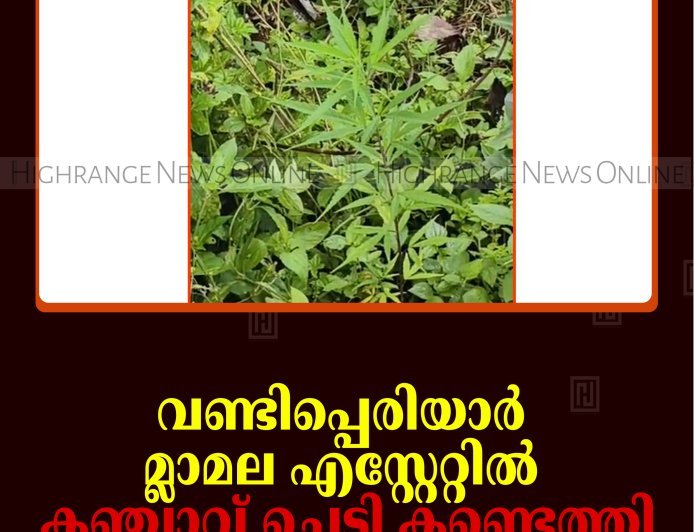 വണ്ടിപ്പെരിയാര്‍ മ്ലാമല എസ്റ്റേറ്റില്‍ കഞ്ചാവ് ചെടി കണ്ടെത്തി
