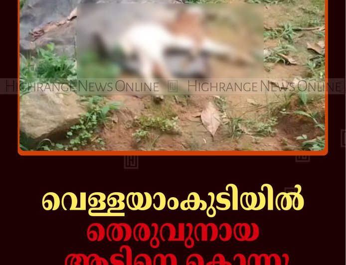 വെള്ളയാംകുടിയില്‍ തെരുവുനായ ആടിനെ കൊന്നു