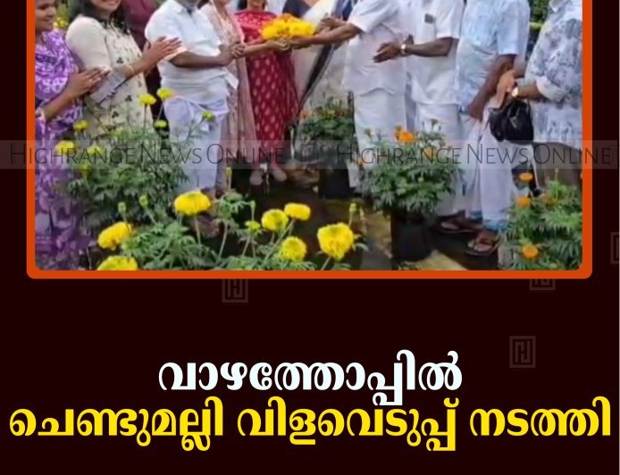 വാഴത്തോപ്പില്‍ ചെണ്ടുമല്ലി വിളവെടുപ്പ് നടത്തി 