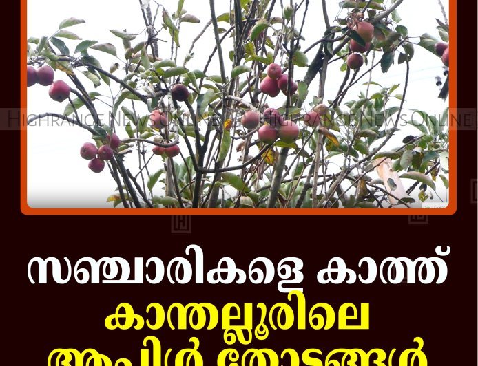 സഞ്ചാരികളെ കാത്ത് കാന്തല്ലൂരിലെ ആപ്പിള്‍ തോട്ടങ്ങള്‍ 