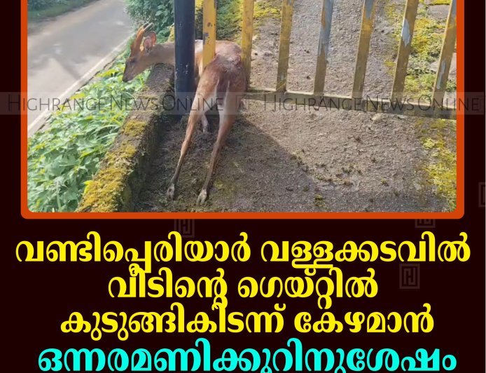 വണ്ടിപ്പെരിയാര്‍ വള്ളക്കടവില്‍ വീടിന്റെ ഗെയ്റ്റില്‍ കുടുങ്ങികിടന്ന് കേഴമാന്‍: ഒന്നരമണിക്കൂറിനുശേഷം വനപാലകര്‍ രക്ഷപ്പെടുത്തി 