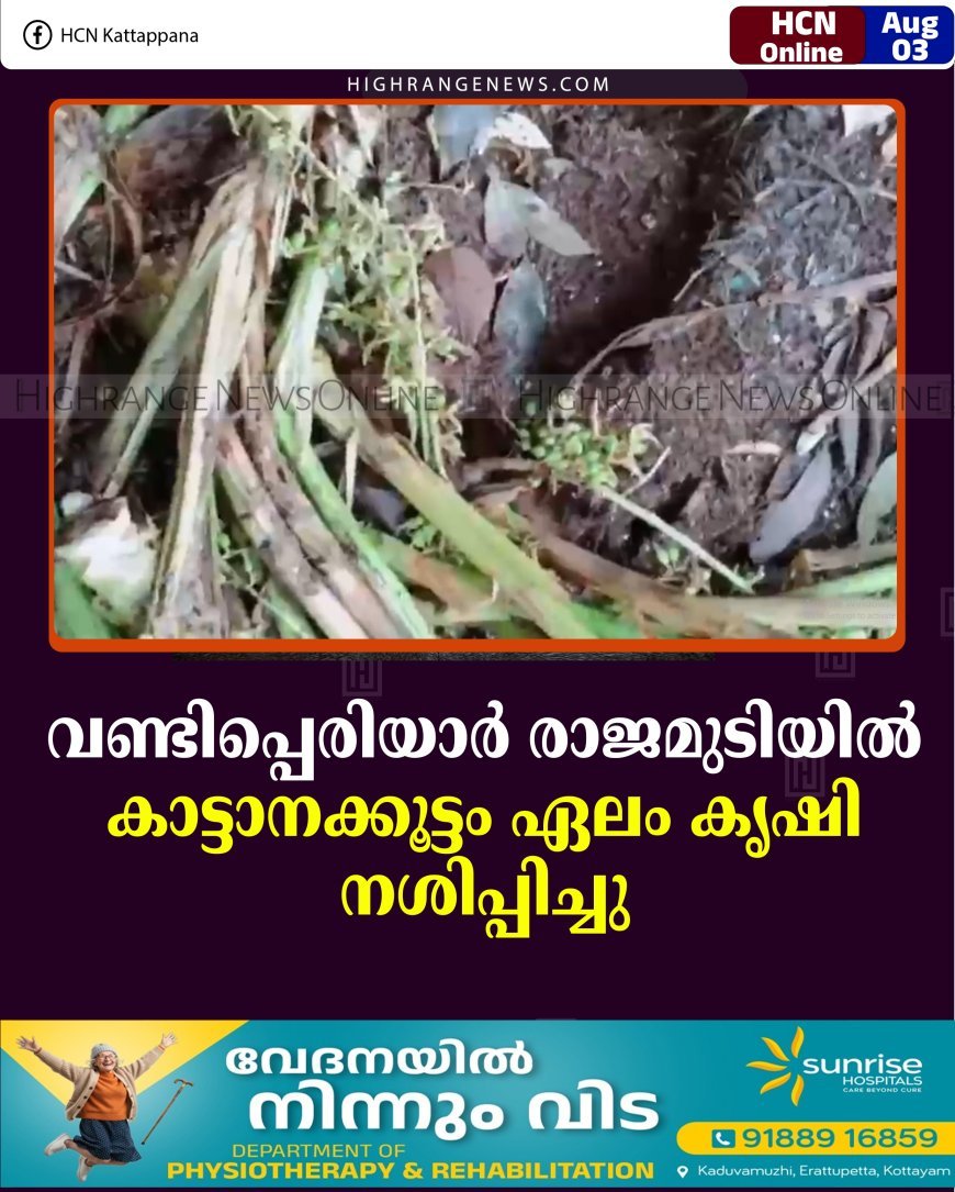 വണ്ടിപ്പെരിയാര്‍ രാജമുടിയില്‍ കാട്ടാനക്കൂട്ടം ഏലം കൃഷി നശിപ്പിച്ചു