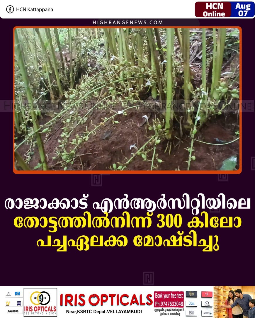 രാജാക്കാട് എന്‍ആര്‍സിറ്റിയിലെ തോട്ടത്തില്‍നിന്ന് 300 കിലോ പച്ചഏലക്ക മോഷ്ടിച്ചു