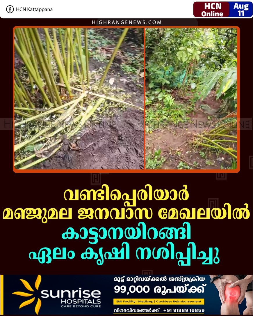 വണ്ടിപ്പെരിയാര്‍ മഞ്ജുമല ജനവാസ മേഖലയില്‍ കാട്ടാനയിറങ്ങി ഏലം കൃഷി നശിപ്പിച്ചു 