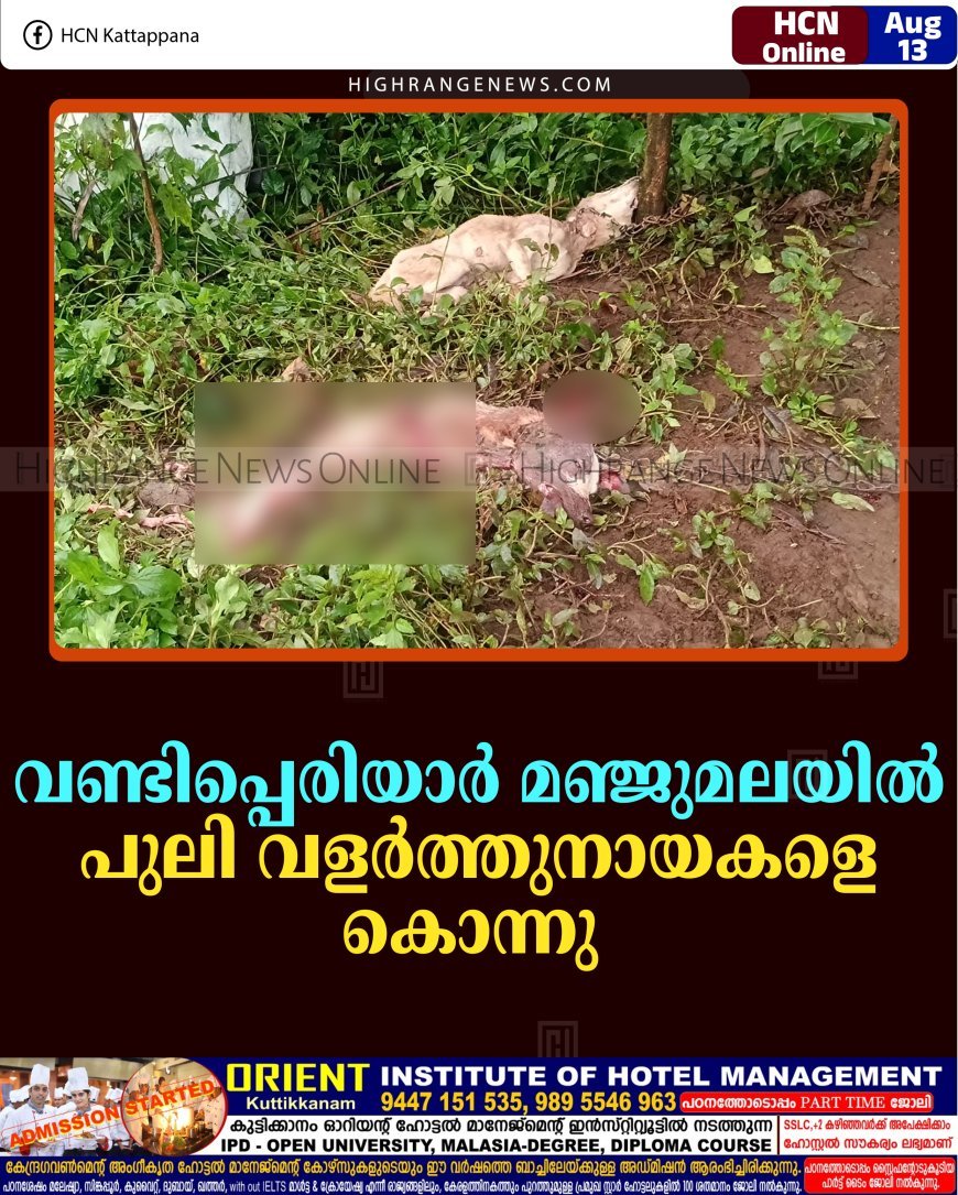 വണ്ടിപ്പെരിയാര്‍ മഞ്ജുമലയില്‍ പുലി വളര്‍ത്തുനായകളെ കൊന്നു  