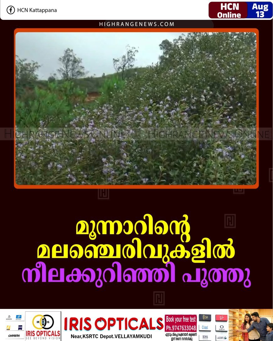 മൂന്നാറിന്റെ മലഞ്ചെരിവുകളില്‍ നീലക്കുറിഞ്ഞി പൂത്തു 