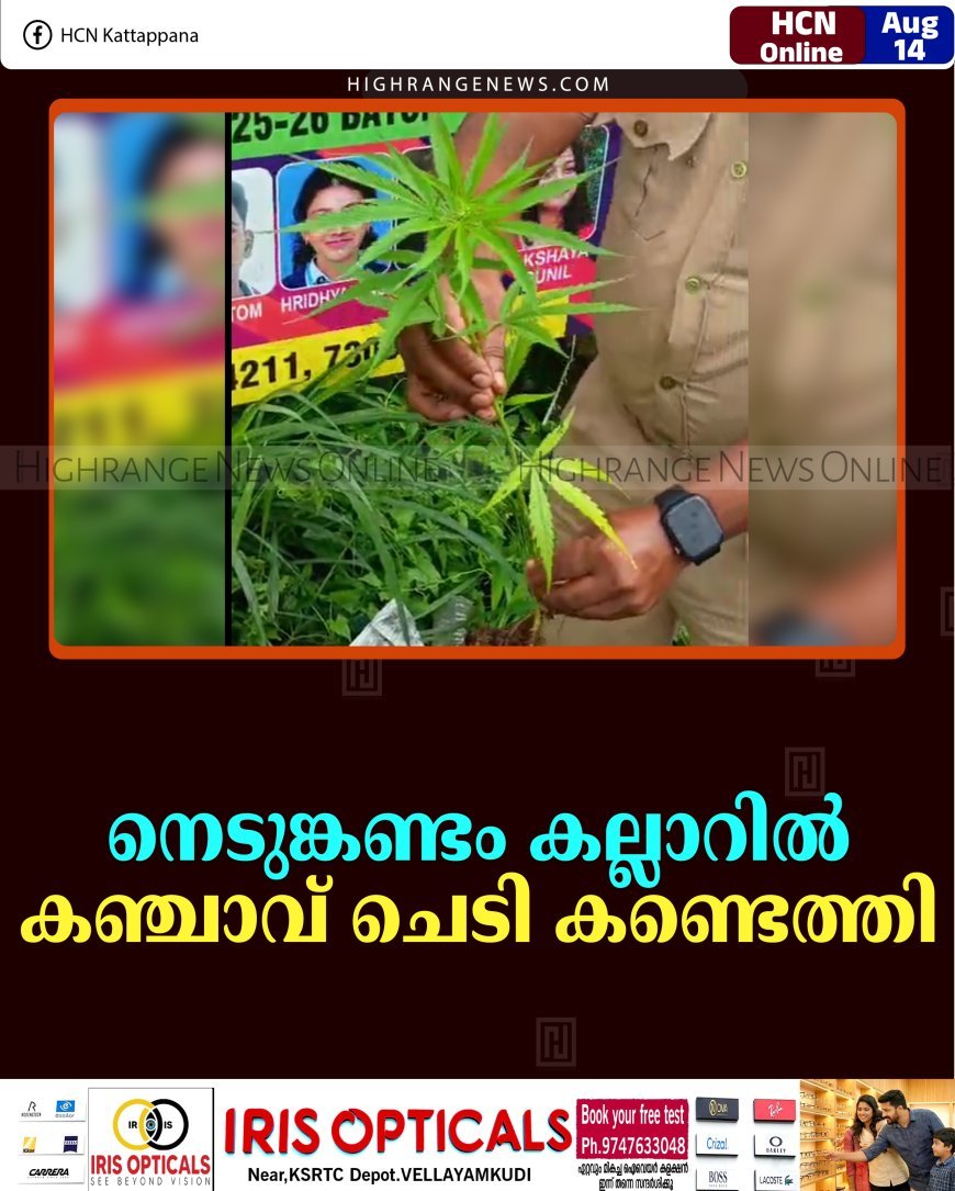 നെടുങ്കണ്ടം കല്ലാറില്‍ കഞ്ചാവ് ചെടി കണ്ടെത്തി 