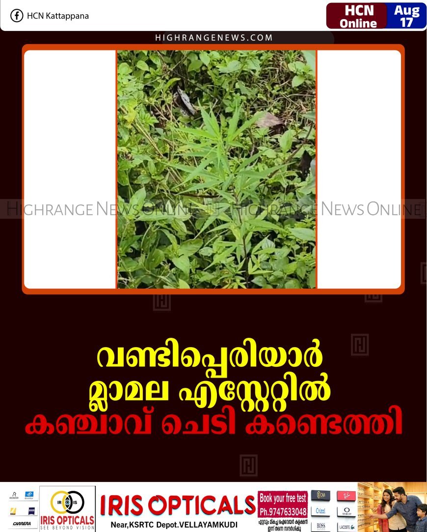 വണ്ടിപ്പെരിയാര്‍ മ്ലാമല എസ്റ്റേറ്റില്‍ കഞ്ചാവ് ചെടി കണ്ടെത്തി