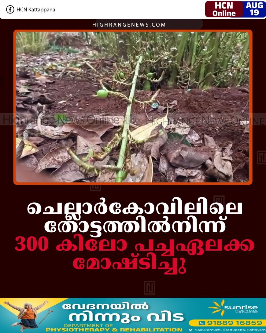 ചെല്ലാര്‍കോവിലിലെ തോട്ടത്തില്‍നിന്ന് 300 കിലോ പച്ചഏലക്ക മോഷ്ടിച്ചു   