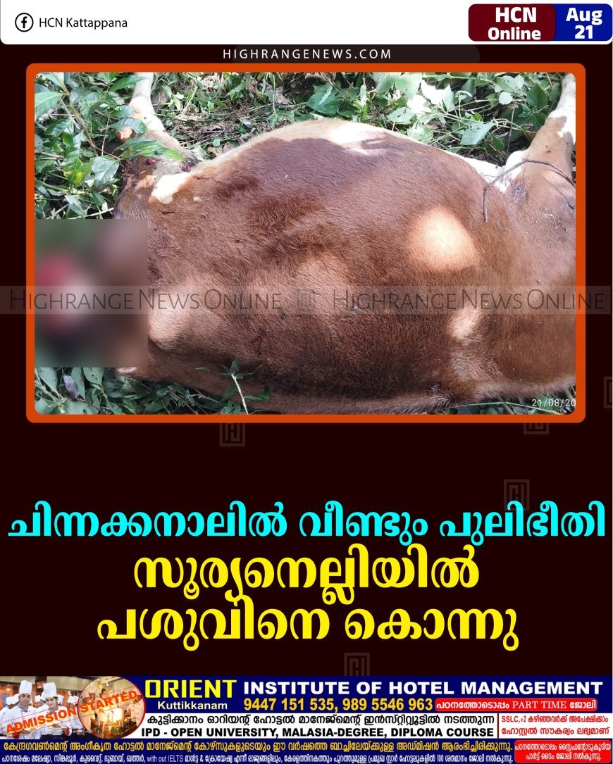 ചിന്നക്കനാലില്‍ വീണ്ടും പുലിഭീതി: സൂര്യനെല്ലിയില്‍ പശുവിനെ കൊന്നു